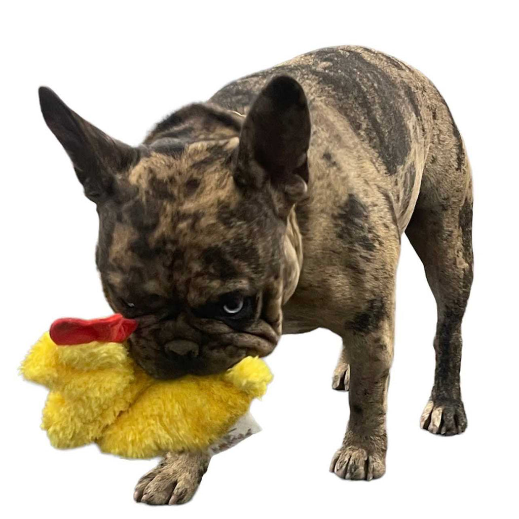 Chicken and Egg Paper Crinkle Squeaker Toys G185912