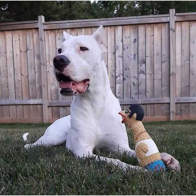Chicken Dog Toy Z65586