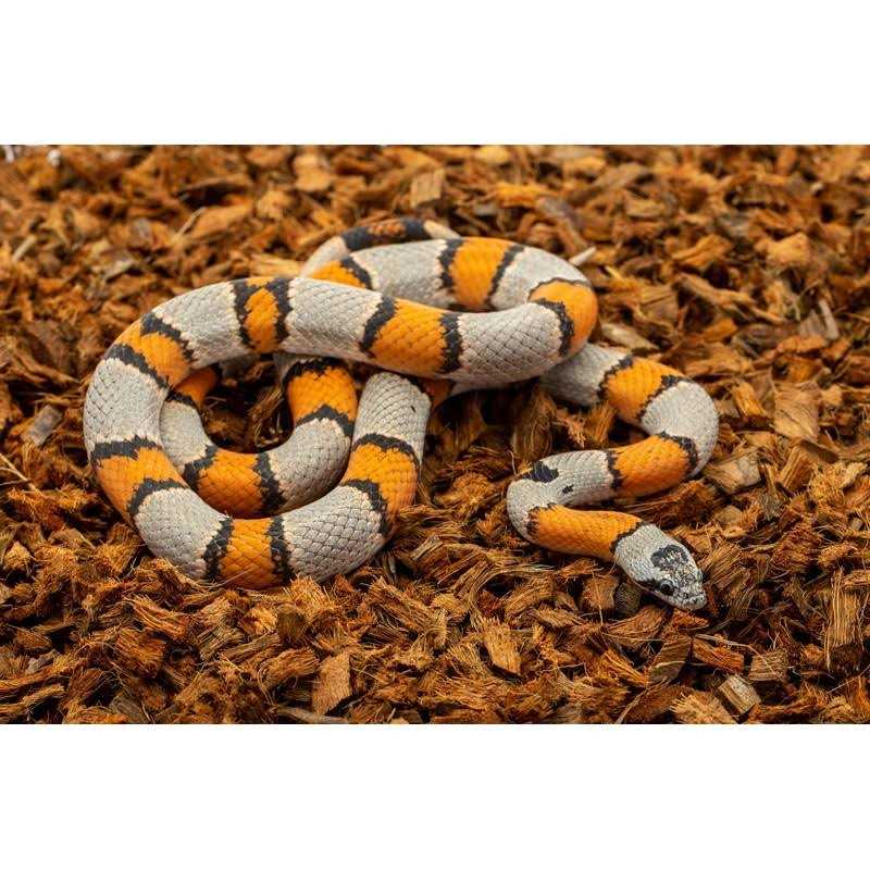 Coarse Coconut Husk Reptile Bedding Z180