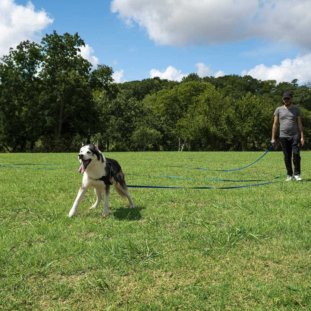 Dog Training Leash C45077
