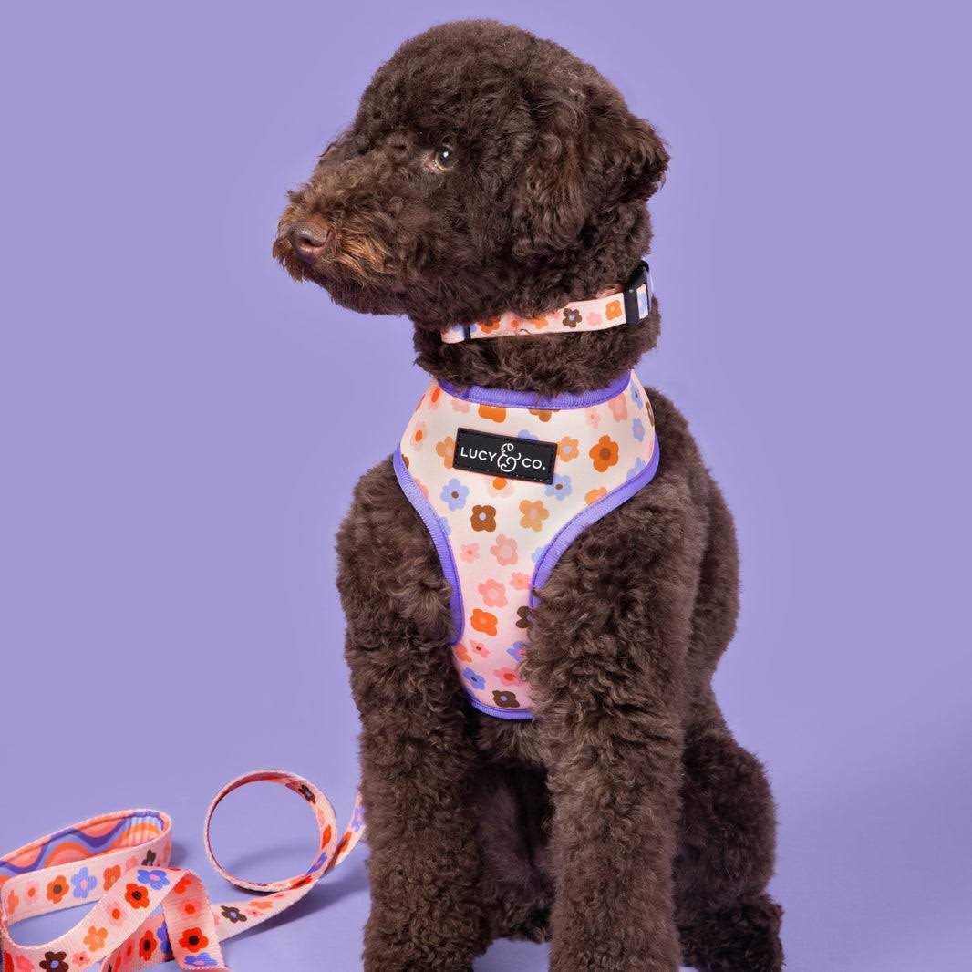 Adjustable Dog Collar O8125