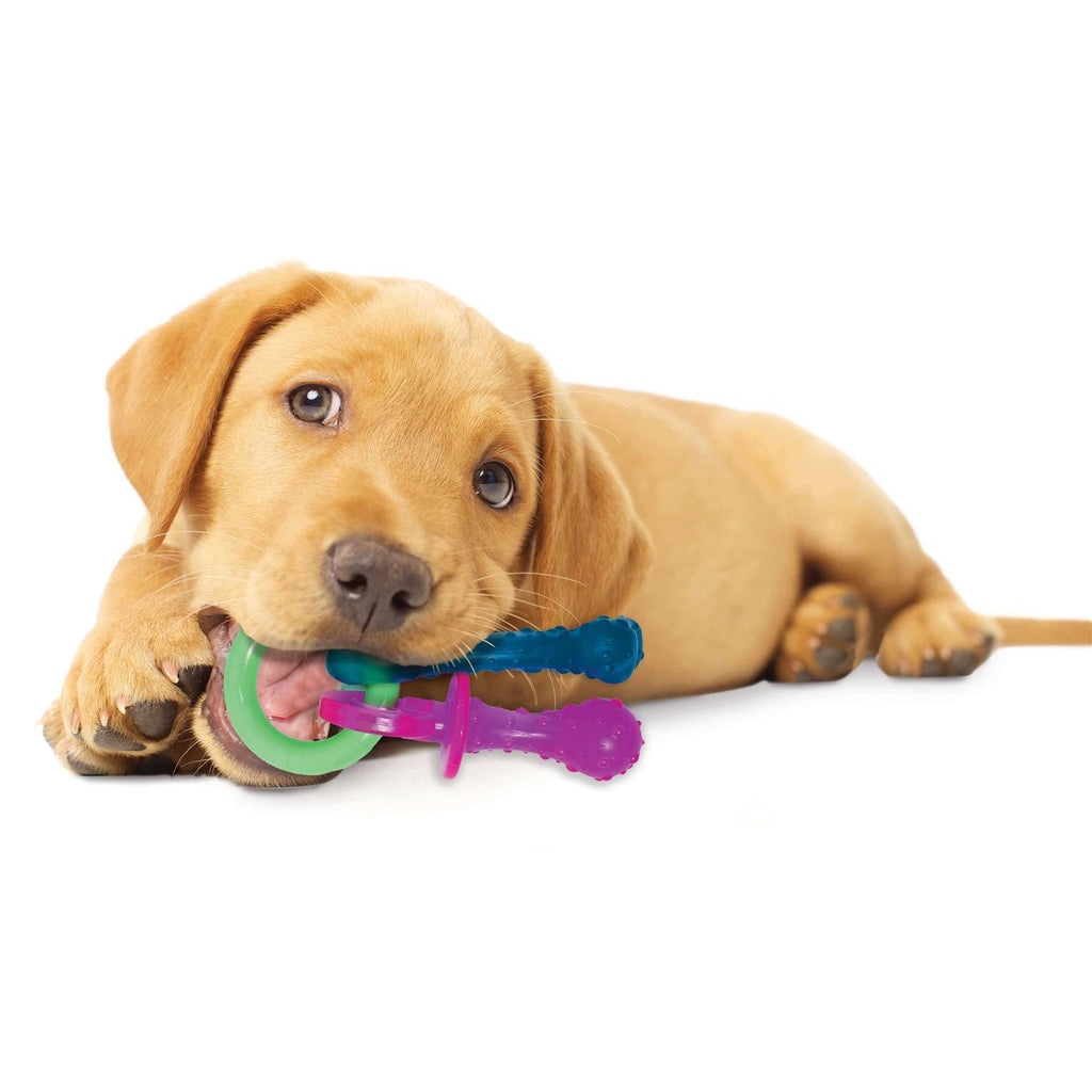 Puppy Chew Teething Pacifier R79526