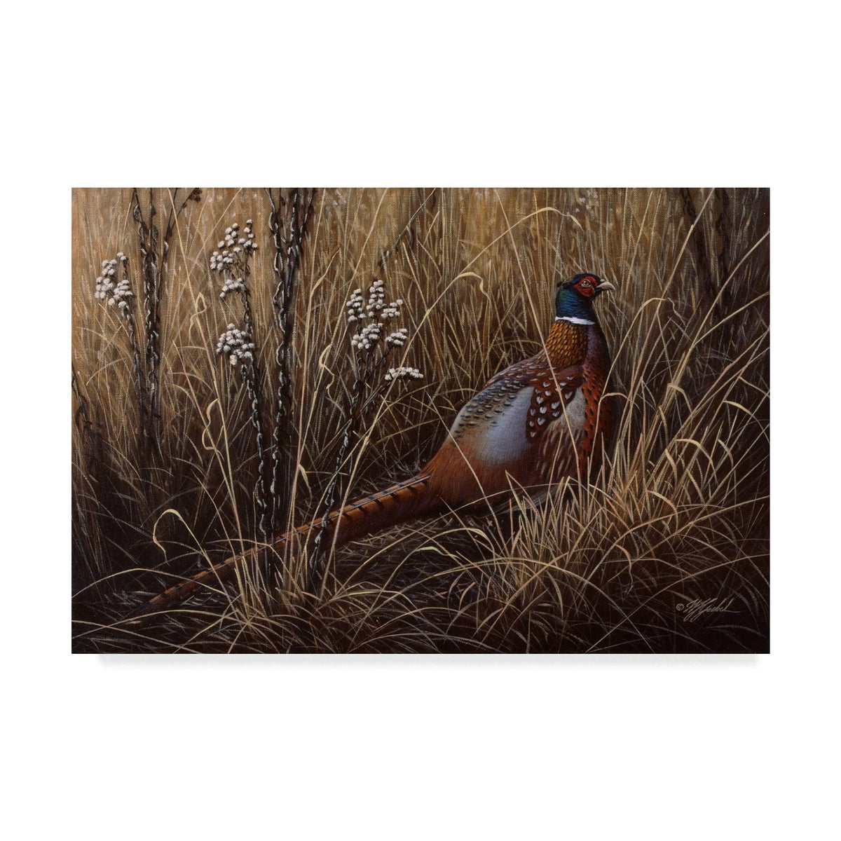 Pheasant in The Grass Art X1543