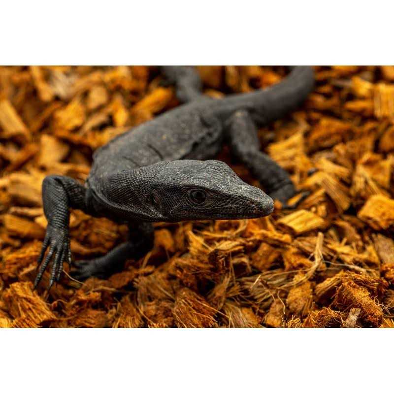 Coarse Coconut Husk Reptile Bedding Z180