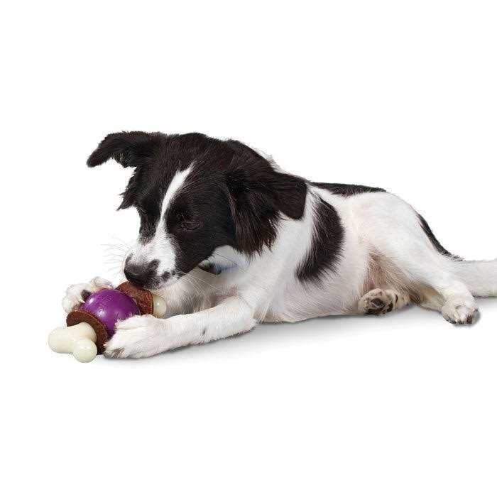 Bouncy Bone U71776