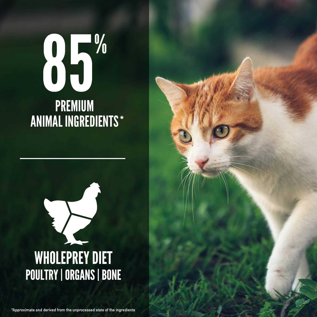 Cat Dry Food P857035