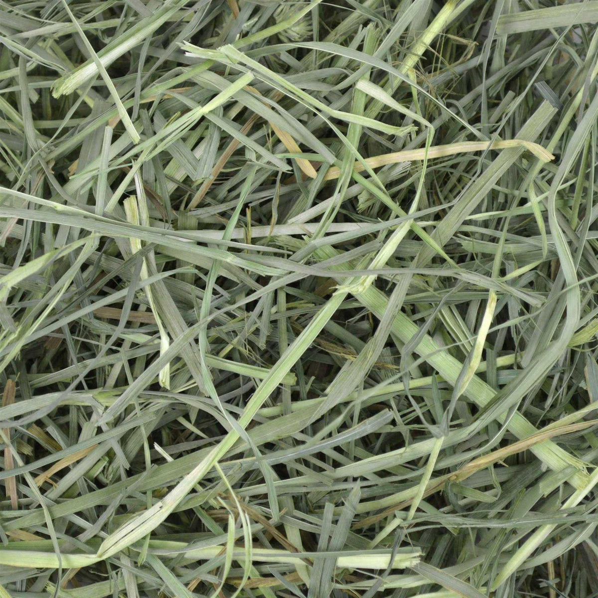 Orchard Grass Small Animal Hay D437