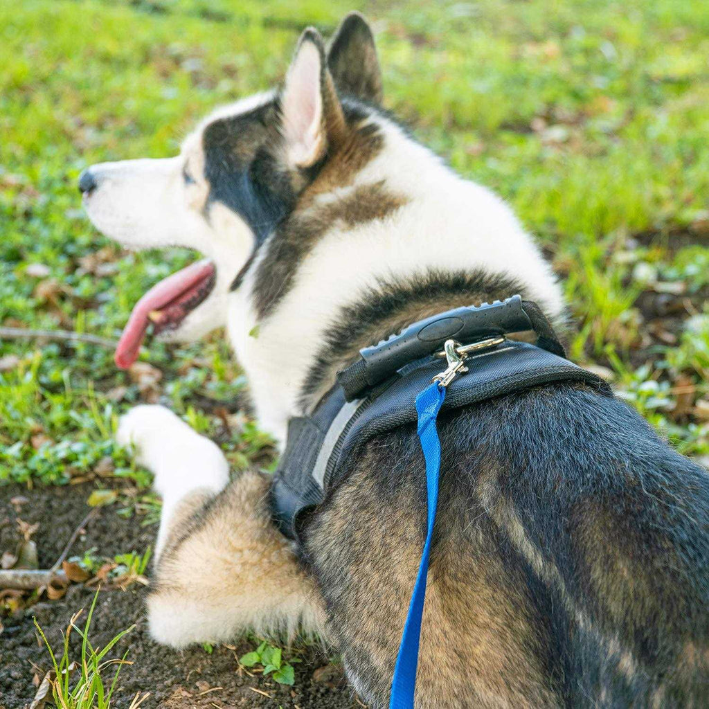 Dog Training Leash C45077